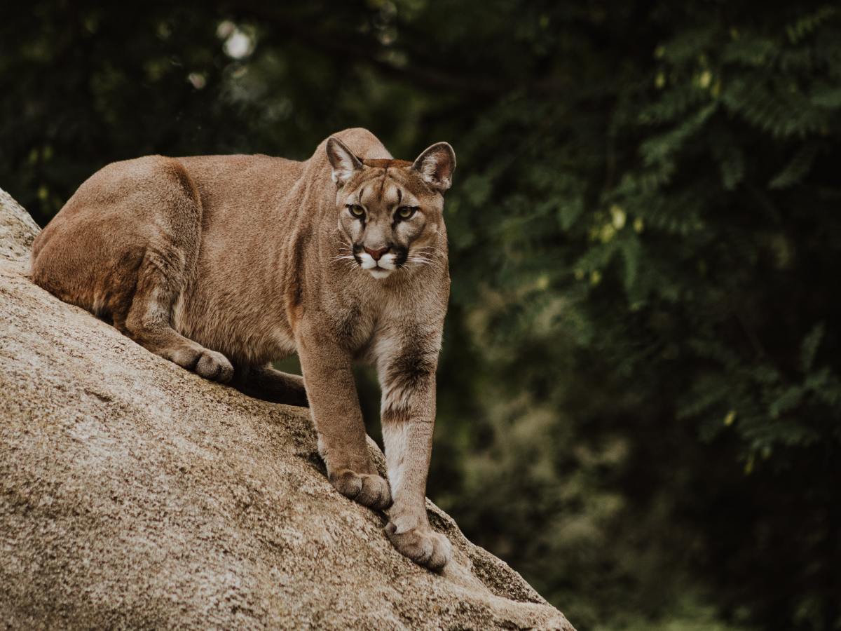 How To Handle A Mountain Lion&nbsp;Encounter